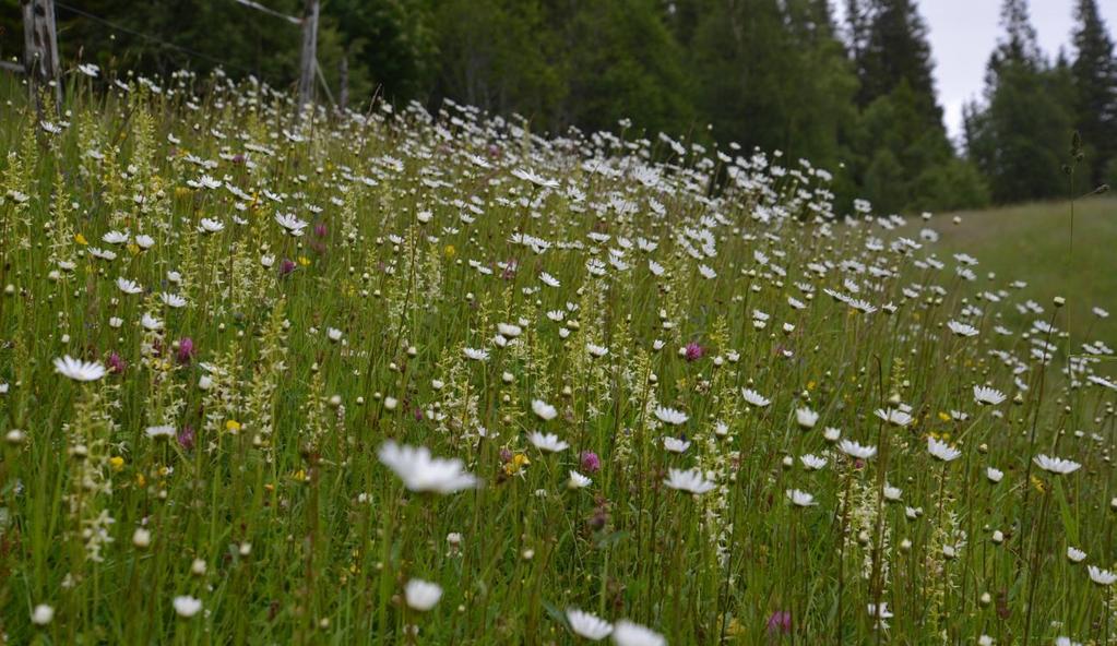 engkvein. Foto: Per Vesterbukt/NIBIO, 9.7.2015. Figur 35.