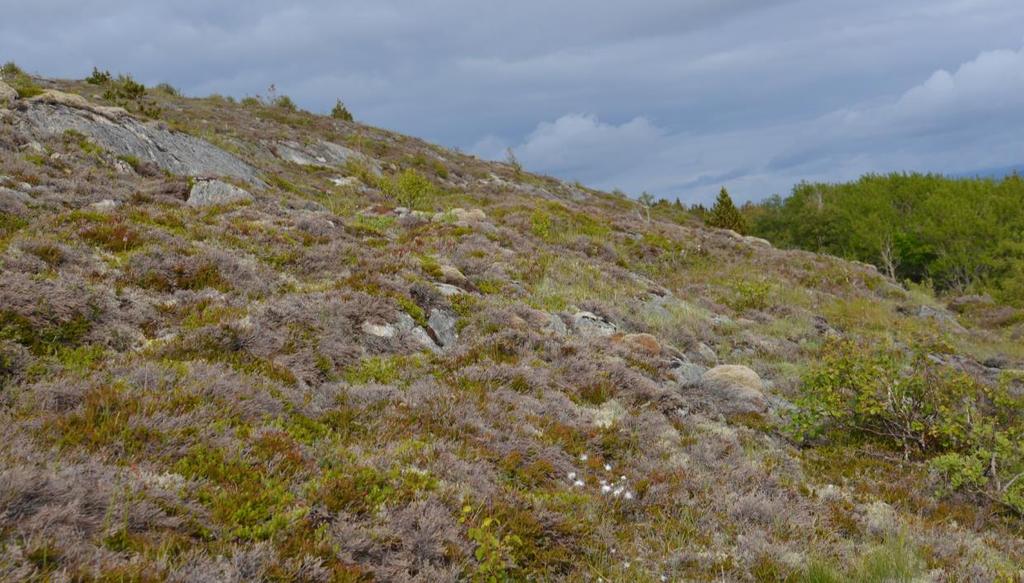 feltsjiktet. Oppslag av busksjikt med bl.a. einer, ørevier, bjørk og buskfuru.