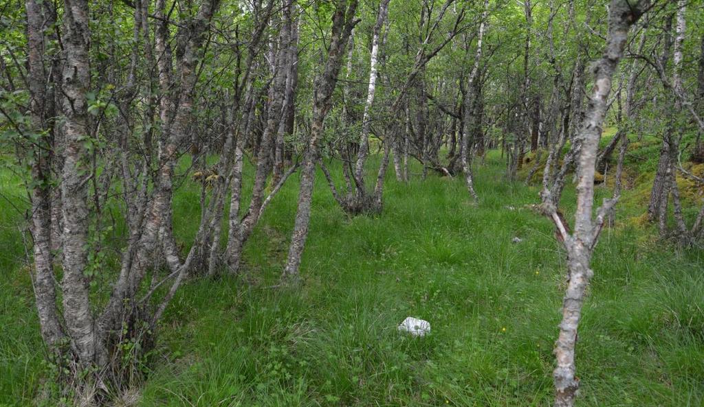 Bilder Figur 72. Beiteskogen med bjørk i tresjiktet.