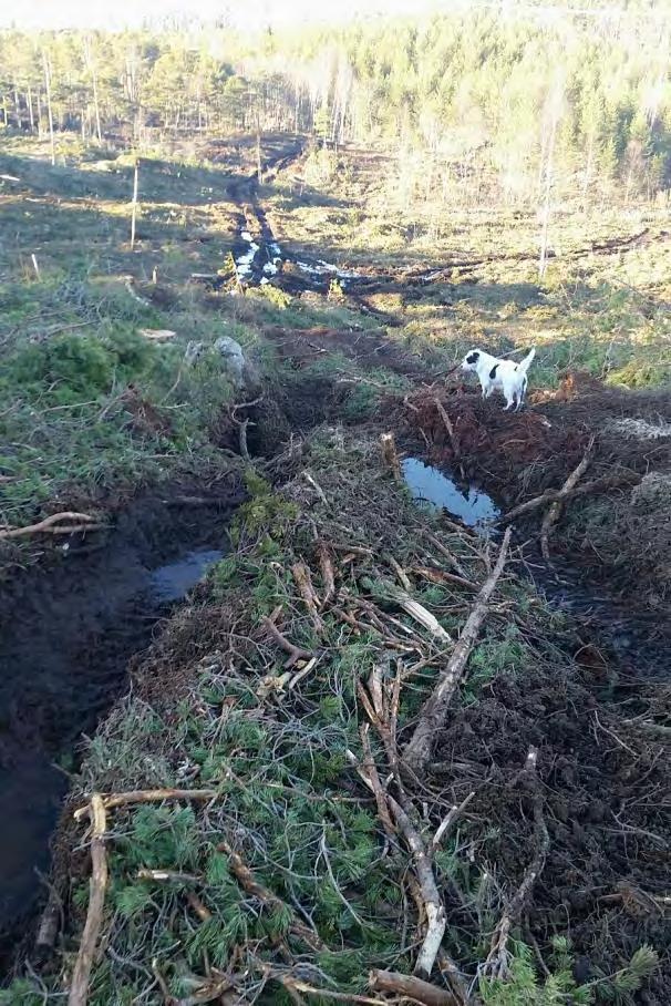 Vi er klar over at det her er anbefalinger i standarden som tilsier at kantsonen i det aktuelle området kan gjøres smalere enn den anbefalte bredden på