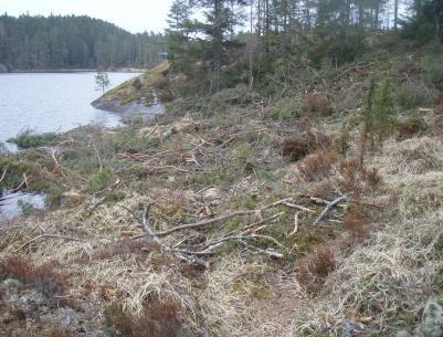 Naturvernforbundet i Østfold Grisehogst Hvordan påvise og påklage en veileder. Kantsoner. Venstre: Kantsone mot myr denne er for smal. Midt: Bekk over 2 m hvor kantsonen er snauhogd.