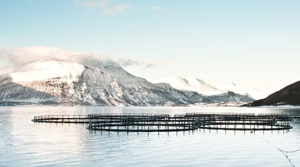 Vår visjon er at norsk lakseoppdrett skal være verdens mest effektive og miljøvennlige industrielle produksjon av protein.