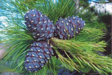SKOLERINGSSTOFF 8 Figur 8. Kongle og nåler sibirfuru Pinus sibirica. Nålene sitt fem og fem sammen. Sembrafuru Pinus cembra er identisk i disse karakterene, men konglene er gjennomgående mindre.
