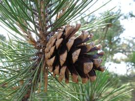 Sibirfuru blir større, opptil 40 m høyt. Pinus nigra svartfuru Svartfuru (figur 9) er en to-nålet furuart som har en del likhet med vår norske furuart.