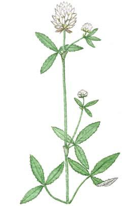 6 7 Oslo-øyenes flora planter som kommer og planter som går Figur 6. Bakkekløver Trifolium montanum finnes bare på en øy, Hovedøya, og er en representant for steppefloraen på øyene.