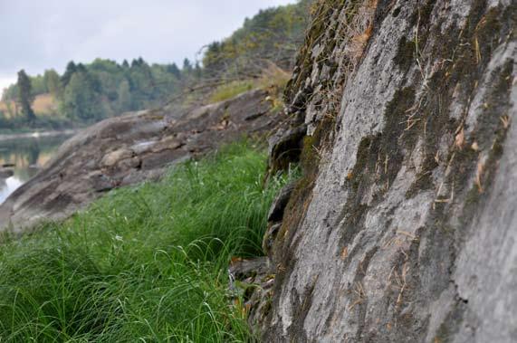 Kåre Arnstein Lye 6 Figur 6. Ein av dei største populasjonane av strykmose Cinclidotus fontinaloides i Noreg. Her på berg ved Glåma (Ødegården, Tunøya i Sarpsborg kommune).