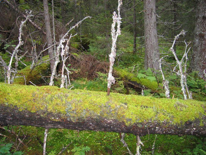 Foto: Sigve Reiso Sumpskog på