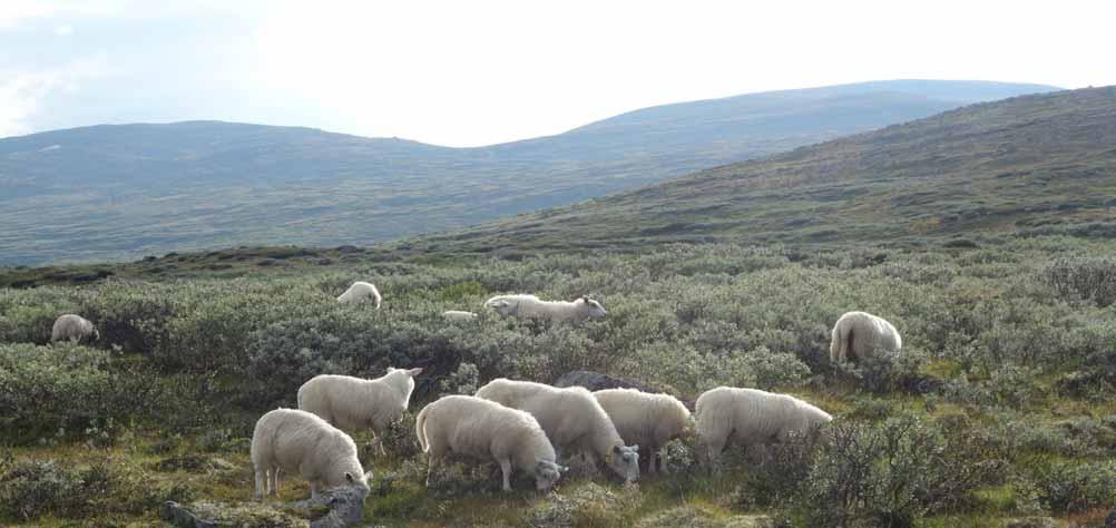 Vi skal auke matproduksjonen i takt med befolkningsauken, 1% meir mat per år Dyrka jord 477 km 2