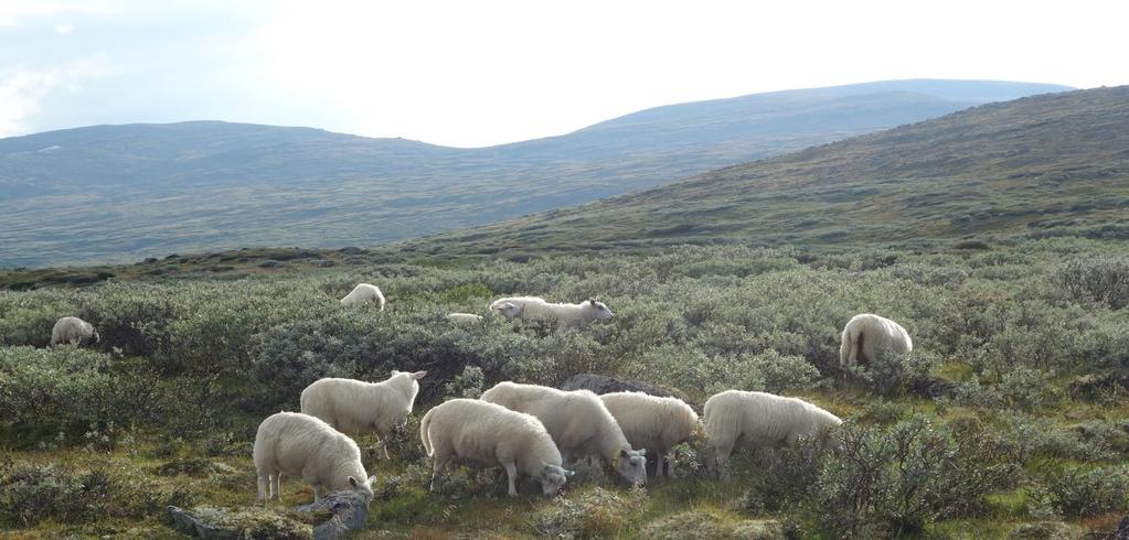 Vi skal auke matproduksjonen i takt med befolkningsauken, 1% meir mat per år Dyrka jord 821 km 2