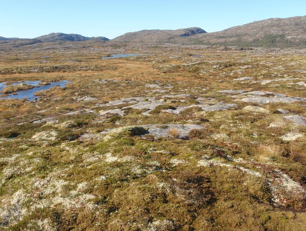 Tilvekst per lam per dag Beitekvalitet Gram per dag Høg