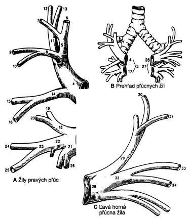 Venae vestibulares vetvy drénujúce krv z vestibula do vv. labyrinthinae. Venae vorticosae vv. ciliares posteriores, vv. chorioideae oculi, vírovité ţily, štyri ţily, kt.