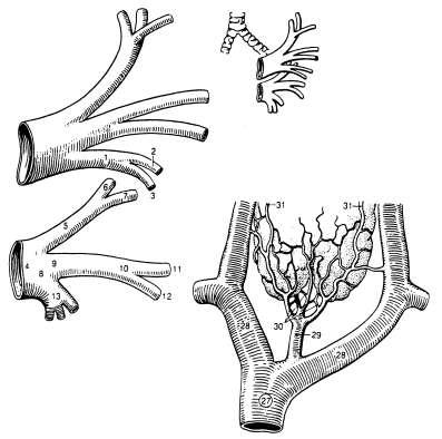 Ţily ľavých pľúc V. brachiocephalica dextra et sinistra Ţily srdca Obr. 2. Venae II. 1 r. lingularis (vetva ľavej hornej pľúcnej ţily, spoločná pre obidva lingulárne segmenty); 2 pars sup.