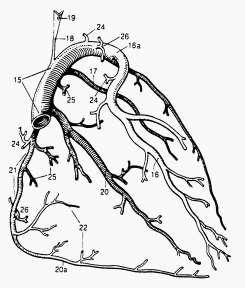 rius); 3 pars inf. (vetva zo segmentum lingulare inferius); 4 v. pulmonalis sin. inf. (ľavá dolná pľúcna ţila, z ľavého dolného laloka); 5 r. sup.