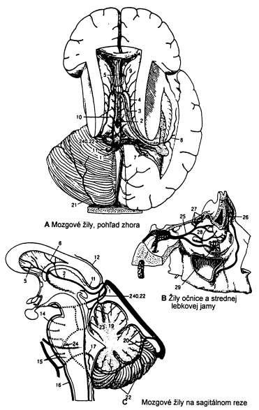 v. basalis Rosenthali (ide od substantia perforata anterior pozdĺţ tractus opticus, potom okolo mozgového kmeňa dorzálne do v. magna cerebri); 23 vv. anteriores cerebri (sprevodné ţily pri a.