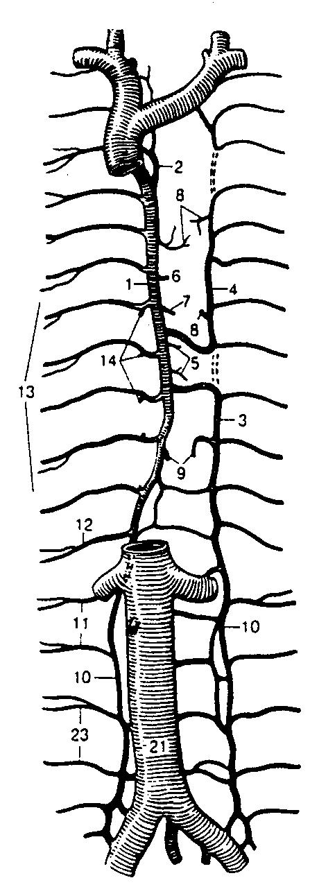 A Ţily na zadnej stene B Plexus venosi vertebrales C Vena cava inferior hrudníka a brucha Obr. 8. Venae VIII. 1 v. azygos (nepárna ţila, prebieha pri chrbtici, začína sa ako v.