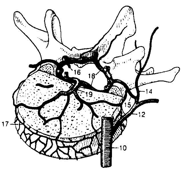 intercostalis superior dextra (začína sa spojením 2. a 3. (4.) pravostrannej interkostálnej ţily) a ústi do v. azygos; 3 v. hemiazygos (pokračuje väčšinou z ľavej v.