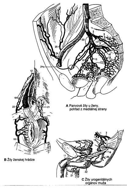 Obr. 10. Venae X. 1 v. iliaca int. (v. hypogastrica, vnútorná bedrová ţila; krátky ţilový kmeň, kt. prijíma ţily z panvových orgánov a hrádze; spája sa s v. iliaca ext. do v. iliaca comm.); 2 vv.