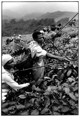 Landbruk må stå sentralt i arbeidet med næringsutvikling i fattige land. Teinnhøstning i Zimbabwe.