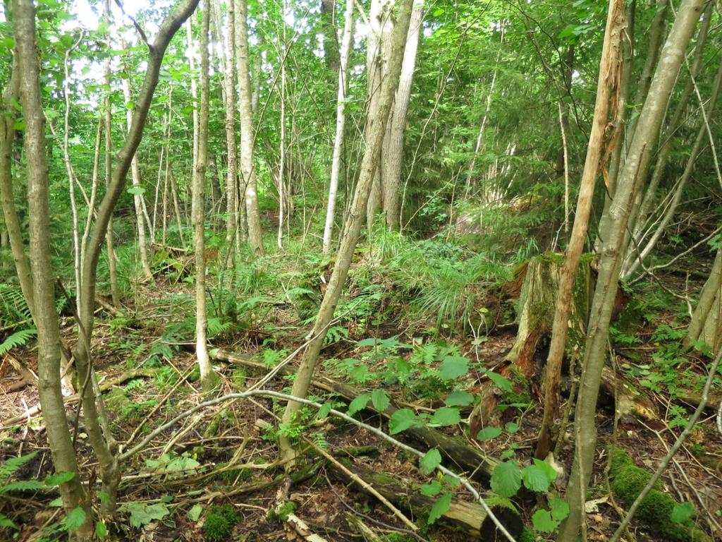 Naturverdier I den lille skrenten som befinner seg dels innenfor og dels utenfor undersøkelsesområdet i nordøst, er det avgrenset en svært viktig (A-verdi) forekomst av naturtypen kalklindeskog