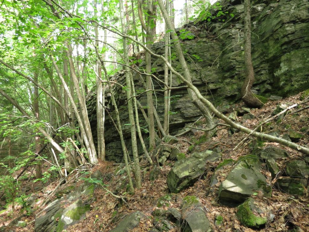 Figur 5: Lindedominert skog med bergvegg i 