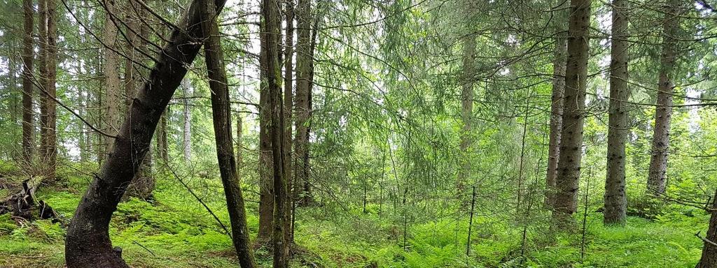 Naturverdier Planområdet ligger i sørboreal vegetasjonssone.