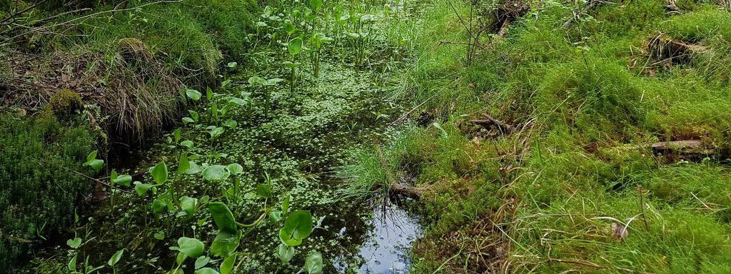 De fuktigere delene av området kan tenkes å ha en viss landskapsøkologisk betydning, men området vurderes ut over dette som ordinær skogsmark uten større naturfaglig verdi.