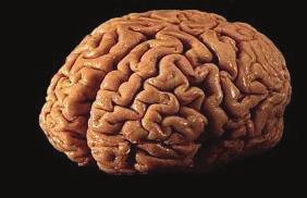 Tradisjonelt syn på kognisjon Sansene fungerer som inputs til hjernen.