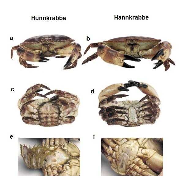 Figur 2-4: Anatomiske forskjeller mellom hunnkrabbe og hannkrabbe. a-b) Hunnkrabben har et mer buet ryggskjold og mindre klør enn hannkrabben. c-d) Hunnkrabbe har en bredere haleklaff enn hannkrabben.