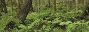HENSYNSKREVENDE - Benyttes nå generelt om arter og vegetasjonstyper som krever spesifikke hensyn i forbindelse med skogsdrifta uavhengig om de er rødlista eller ikke.