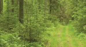 Innledning Levende Skog er den nasjonale standarden for bærekraftig skogbruk. Skogeierne er forpliktet til å følge Levende Skog.