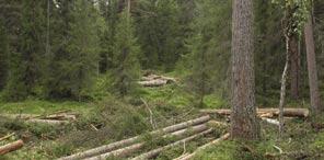 LUKKET HOGST - Hogstformer hvor det spares minst 16 trær per dekar, og at de gir minimum grunnflatesum 5 på høg bonitet, 4 på middels bonitet og 3 på lav bonitet i gjennomsnitt i driftsområdet.