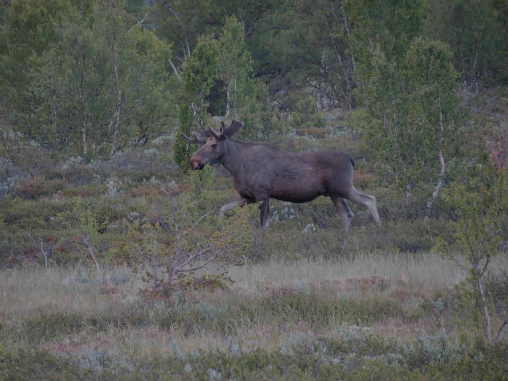 Ny målsetting om forvaltning av hjortevilt i Averøy kommune Med