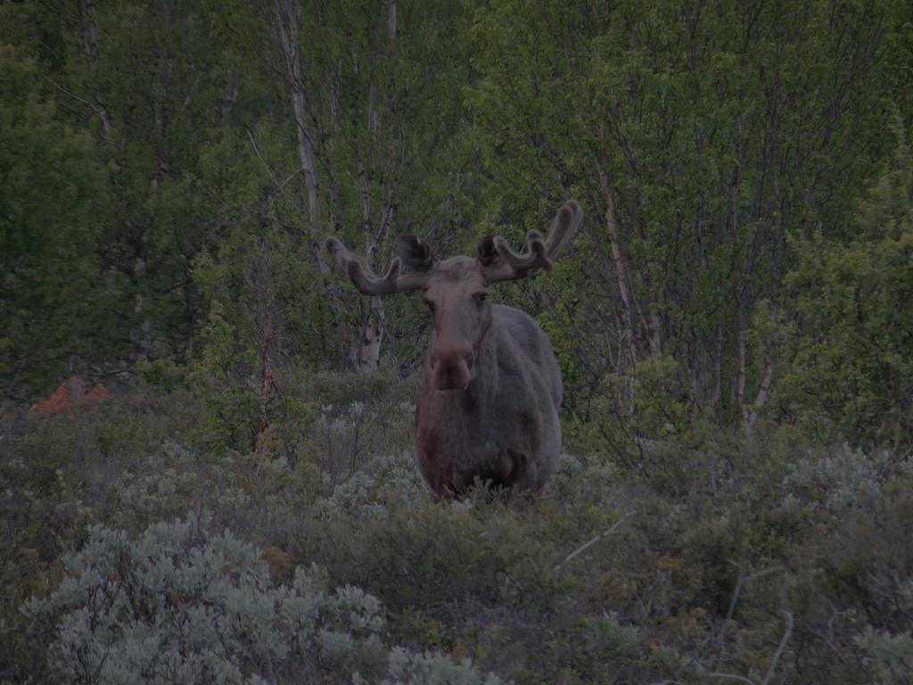 KONKLUSJON på hvordan det gikk ELG I perioden 2009-2016 er det skutt 2