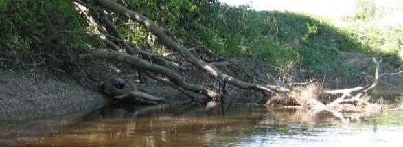 Figur 14. Trevelt kan øke erosjonen lokalt i elva. På den annen side har døde trær i elvene vist seg å gi gode levekår for fisk og bunndyr; jf. kapittel 3.