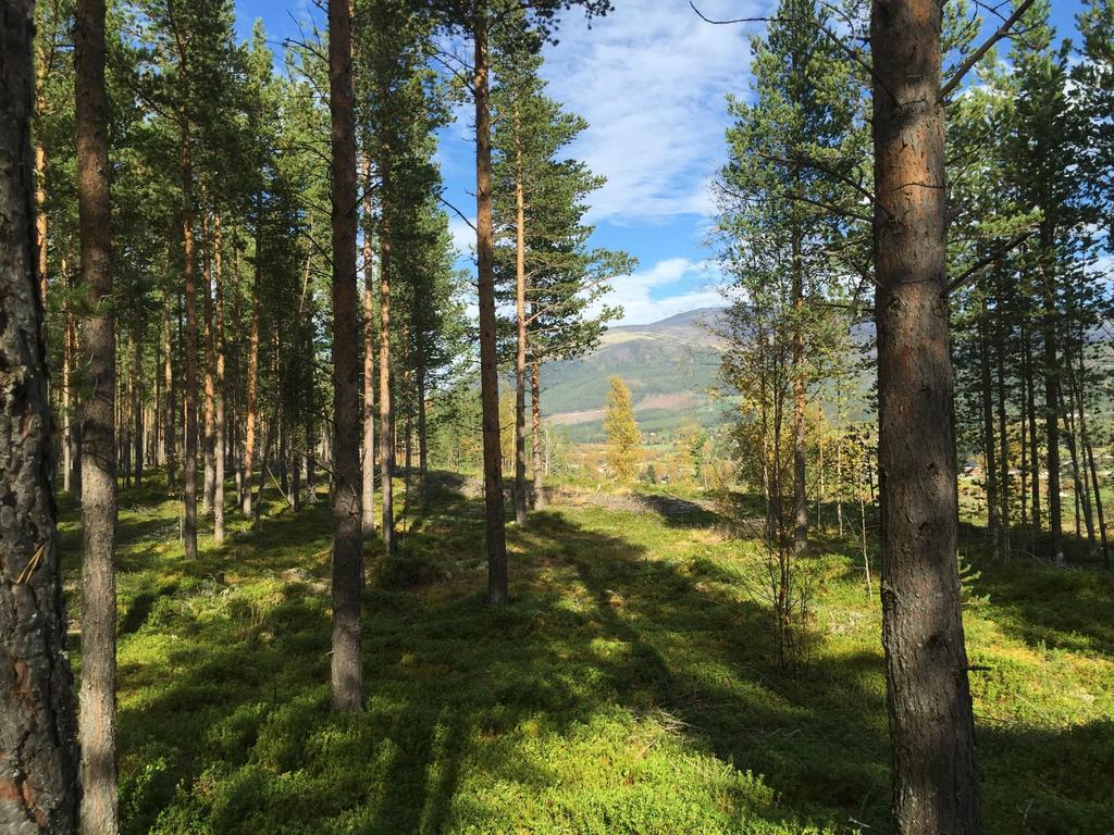 BRUK AV GEODATA TIL SKOGBRUKSPLANLEGGING, DRIFT OG SKOGFORVALTNING I MJØSEN SKOG Foredrag for