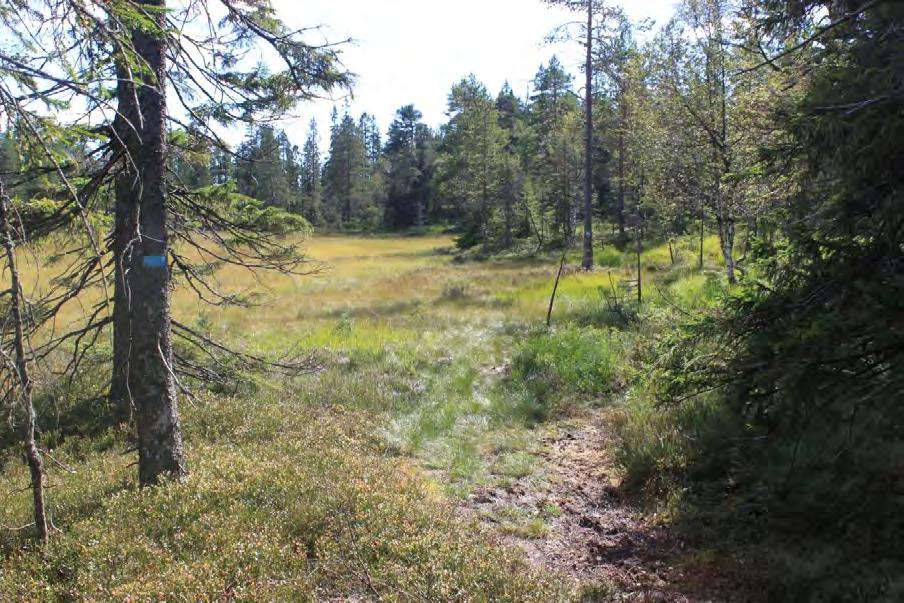 Foto: Frode Løset, Sweco Norge AS Blåmerka sti ved