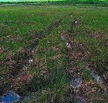 Typisk eksempel på kjørespor i myr. Legg merke til vannansamlingen i sporene. Kautokeino juni 2008. forsvunnet helt fra enkelte myrer der det har blitt kjørt.