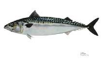 53 2.4 MAKRELL 2.4.1 FISKET I 2013 I 2013 hadde Norge en disponibel kvote på 153 355 tonn makrell.
