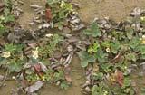 Stariji listovi se uvijaju duž centralnog nerva. Mlađi listovi iz centra rozete ostaju zeleni i uspravni iako je biljka delimično zakržljala.