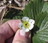 Glavni domaćin ove štetočine je jagoda, iako napada i malinu i druge vrste iz porodice Rosaceae. Odrasli oblik je 2 do 4 mm dugačak, crveno-smeđe boje, prekriven finim sivim dlačicama.