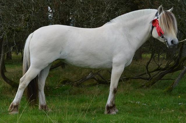 Ledig, veivinnende skritt. Ledig trav med god bæring. 9-9- 8-9-9-8.5-9 Seles Ronja e. Herman u. Eiken Runa e.