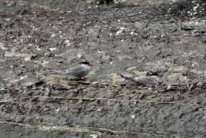 Makrellterne (Mt) Sterna hirundo 5 4 3 Totalt Fredet 2 977 978 979 98 98 982 983 984 985 986 987 988 989 99 99 992 993 994 995 996 997 998 999 2 2 22 23 24 25 26 27 28 2 2 22 23 Figur 5.