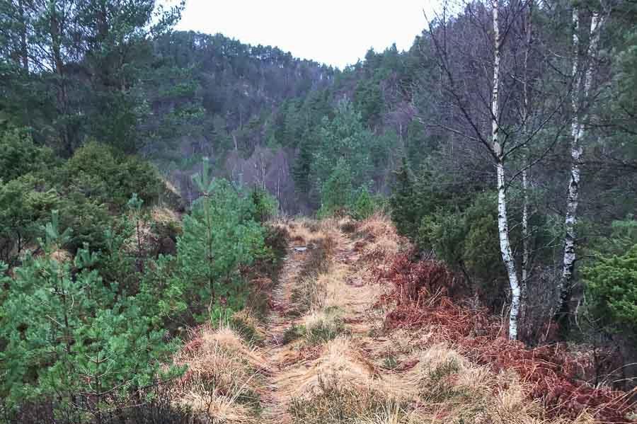 V15 Rambjør skogsvei Posisjon utgangspunkt N 6753667 E 292118 Ca. 2,2 km Fra kommunal vei Rambjørgsvegen til ledningstraseen mellom mast 44, 45 og 46 Skogsbilvei, relativt nybygget.