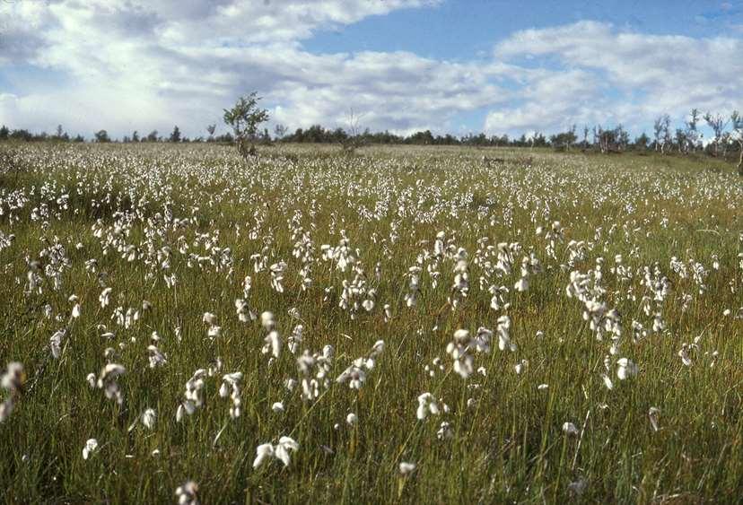 22 Floraen på Sølendet: 296 karplantearter (inkludert krysninger og underarter).