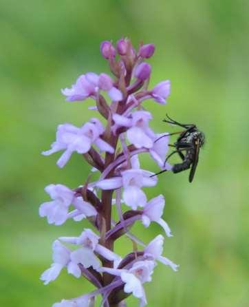 Insektene fanger opp pollen fra en blomst og plasserer det i annen