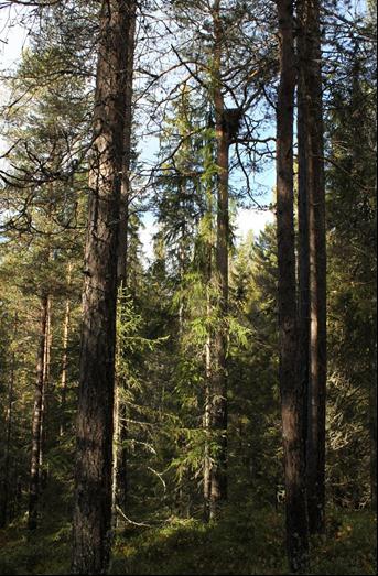 Påvirkninger eksempler på arter/rovfugl som