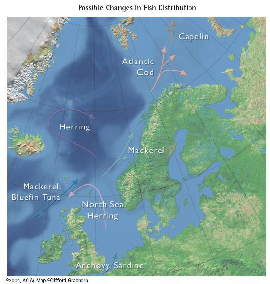 Klimaendringen vil medføre forandring i fordeling og vandring til fiskebestandene Hva kan skje i Nordsjøen?