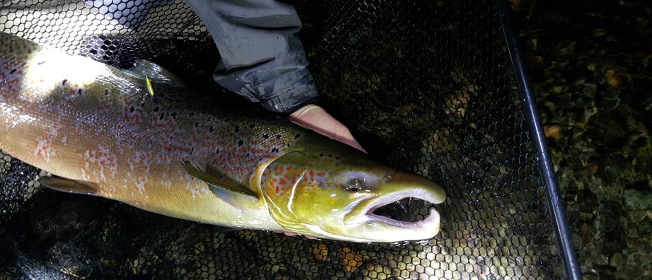 Bilde 7. Lea-merket hannlaks på ca. 6 kg fanget under gytefisktellingene i Vigda høsten 2015. Foto: Øyvind Solem, NINA.