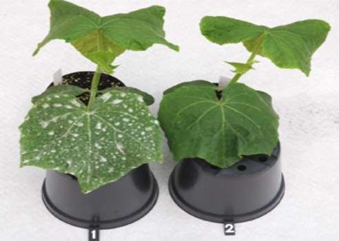 Bruk av daglengde, lyskvalitet og UV-B mot mjøldogg i veksthuskulturar 16 t lys 16 t lys + UV-B Agurkplanter 12 dg
