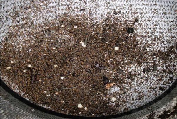 En fikk opp ½ grabb med et svart, mykt og luktfritt sediment bestående av 20 % sand, 15 % silt, 30 % mudder og 35 % sagflis, trebiter og terrestrisk materiale.